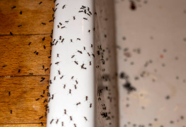 Best Termite Control Services  in Tinton Falls, NJ