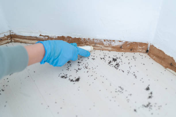 Best Flea Control Services  in Tinton Falls, NJ